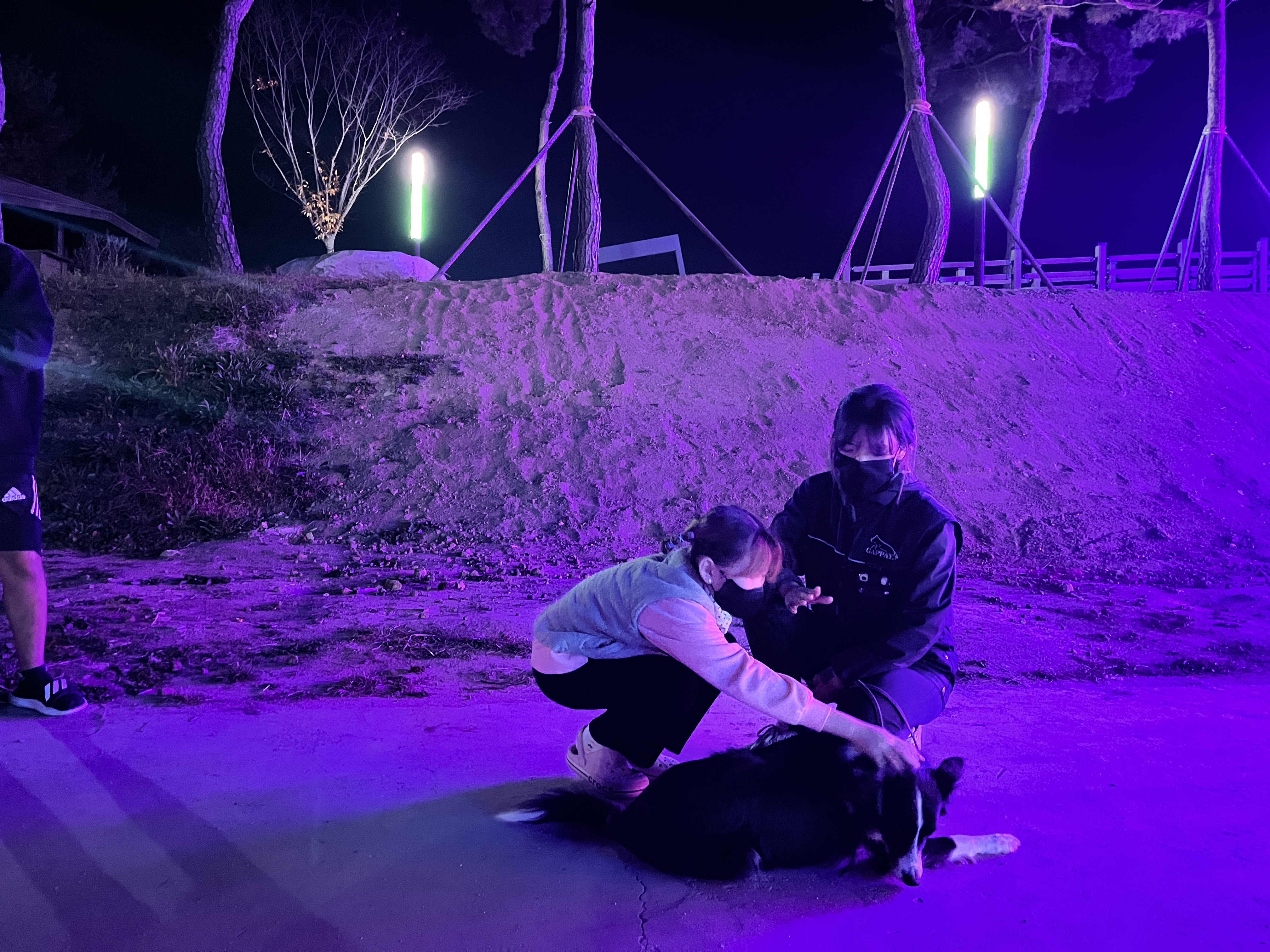 221103 반려견 이미지4