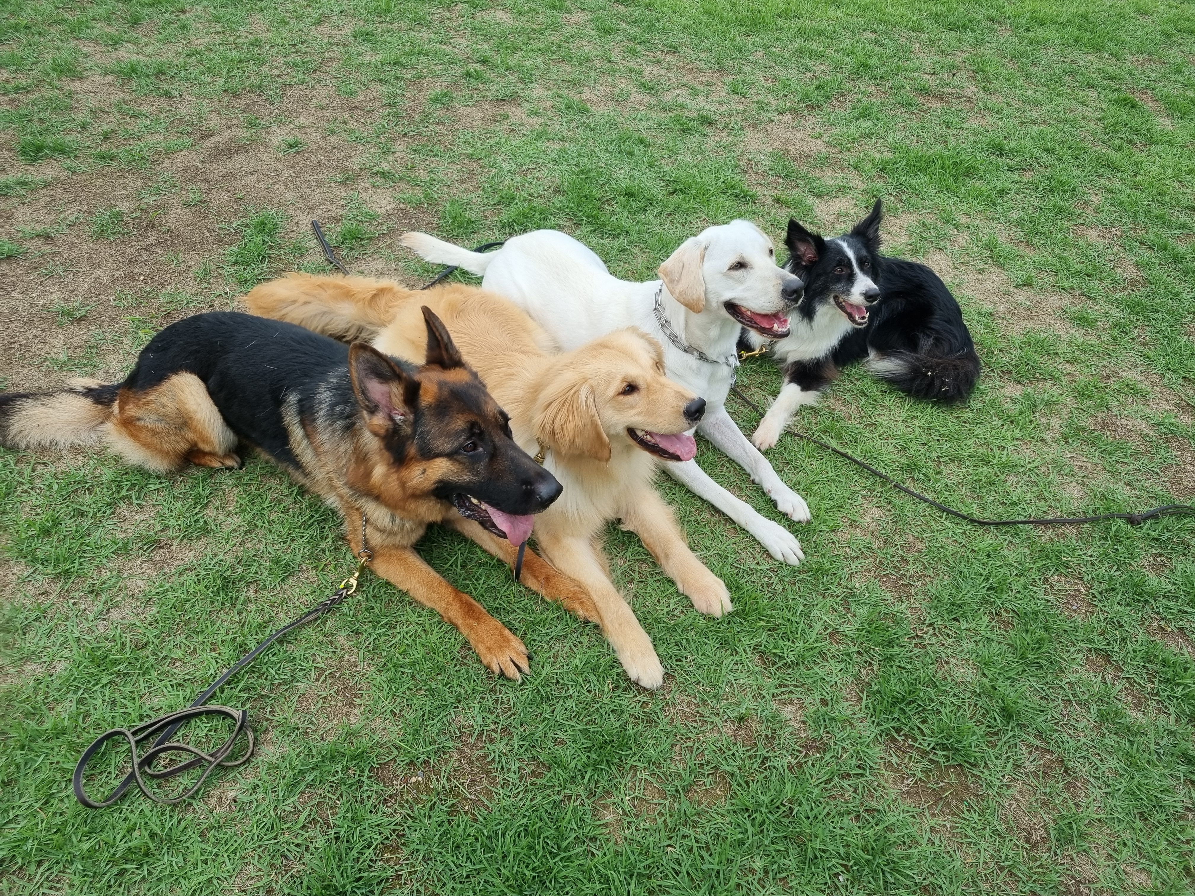 230601 동물행동교정 이미지2