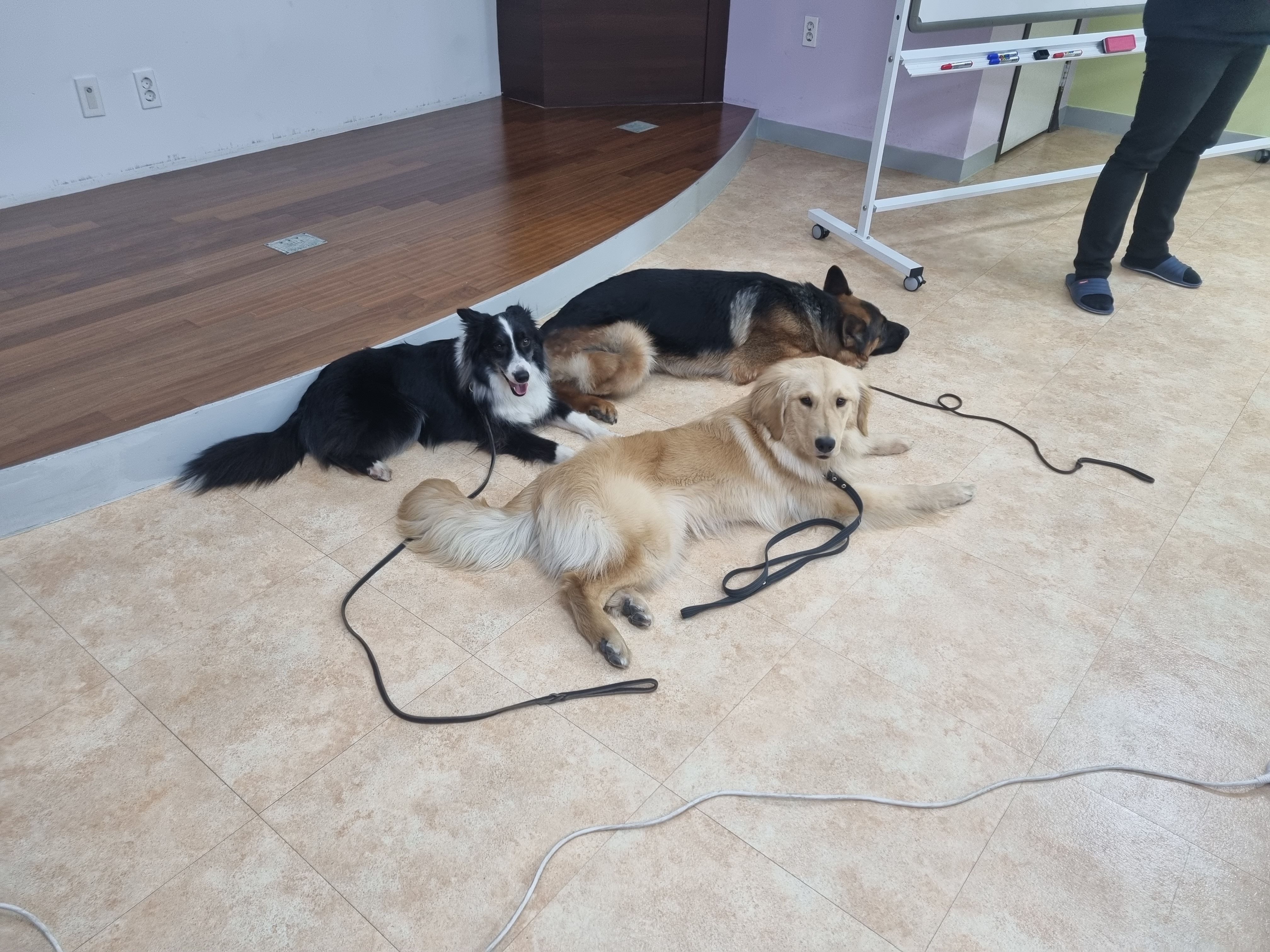 230525 동물행동교정 이미지2
