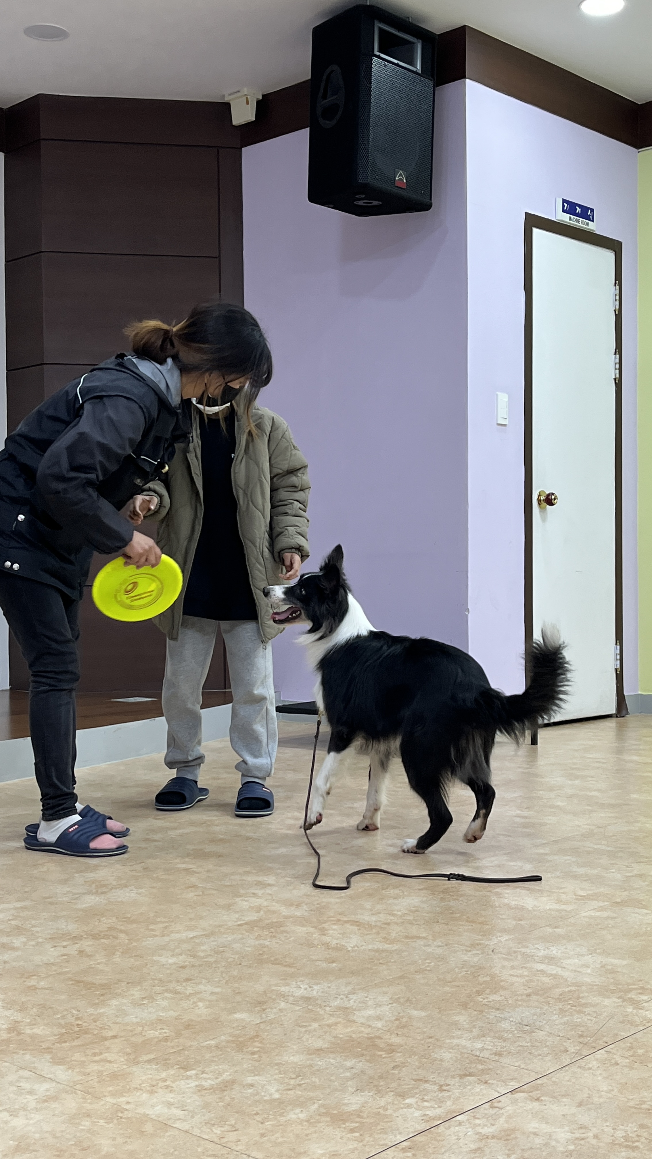 221117 반려견 이미지2