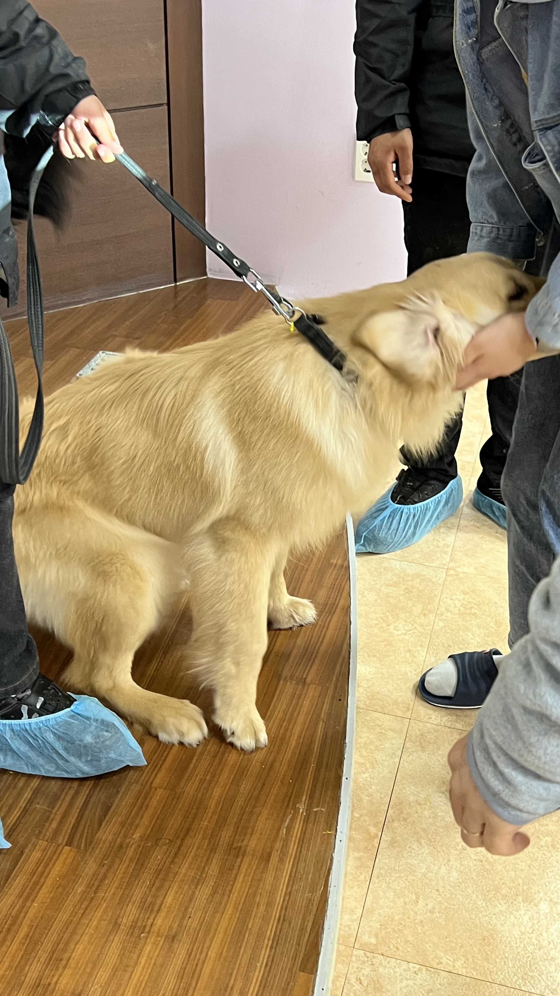 230427 동물행동교정 이미지5