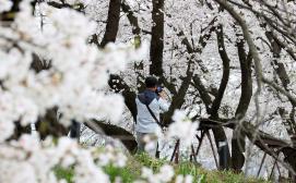 봄꽃 따라 걷고, 팝콘과 함께 즐기는 ‘2026청안벚꽃길 팝콘축제’ 개최 이미지