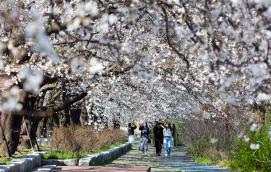괴산 괴강·청안 벚꽃 만개…봄 정취 속 이색 풍경 이미지