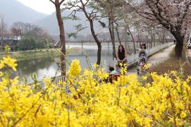 개나리 노랗게 물든 괴산 동진천, 봄나들이객 발길 이어져 이미지