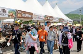 제15회 감물감자축제 사흘간 7,000명 발길… 농가 소득 2억 8천만 원 이미지