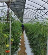 괴산군, 토마토뿔나방 방제 물품 배부… 39개 농가 초기 진압 총력 이미지