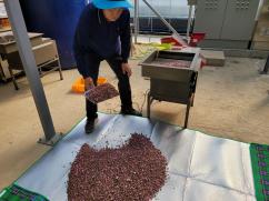 괴산군, 개화기 저온피해 대응 ‘꽃가루 은행’ 운영 이미지