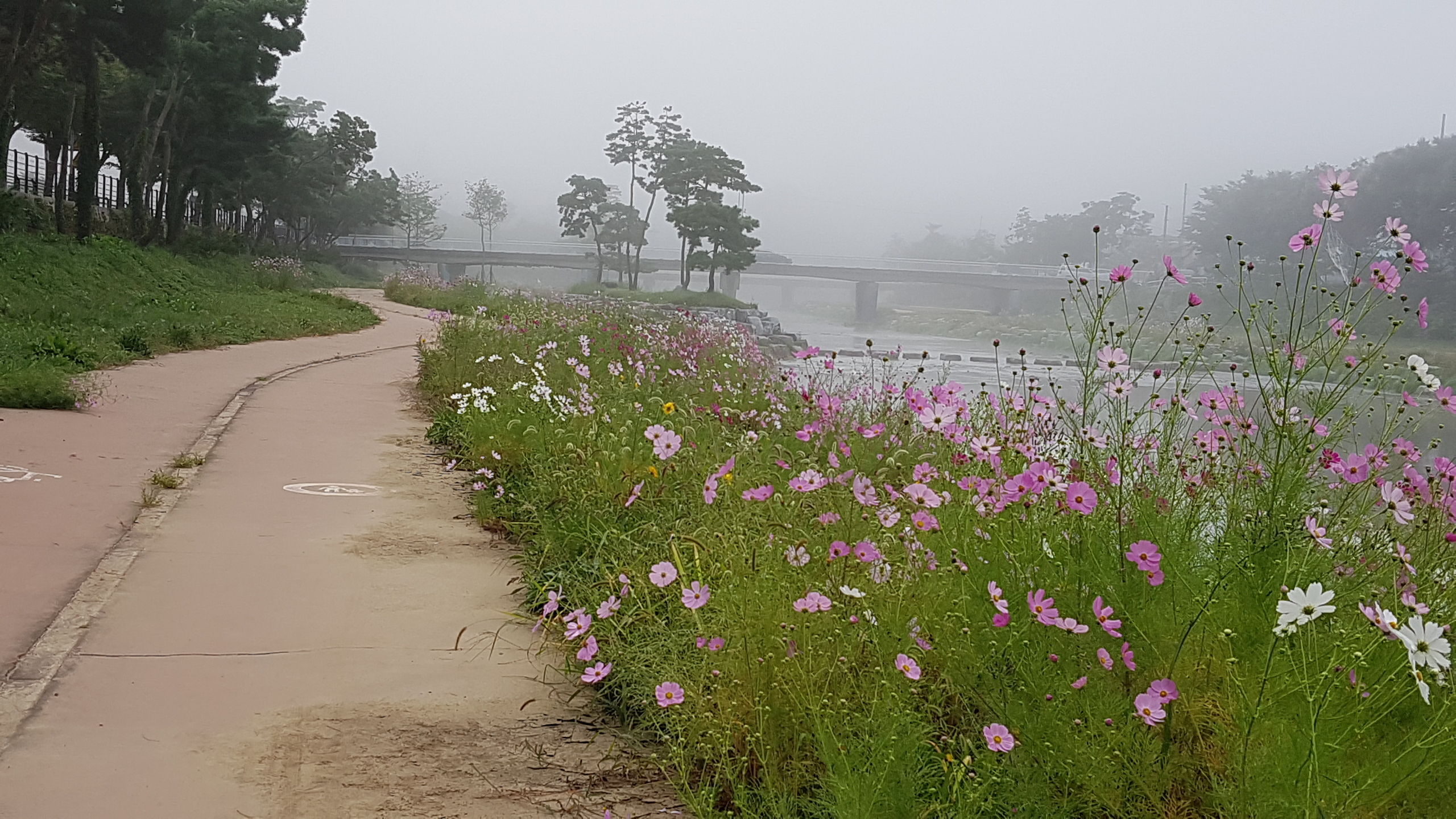 동진천 코스모스꽃이 만발했어요 이미지7