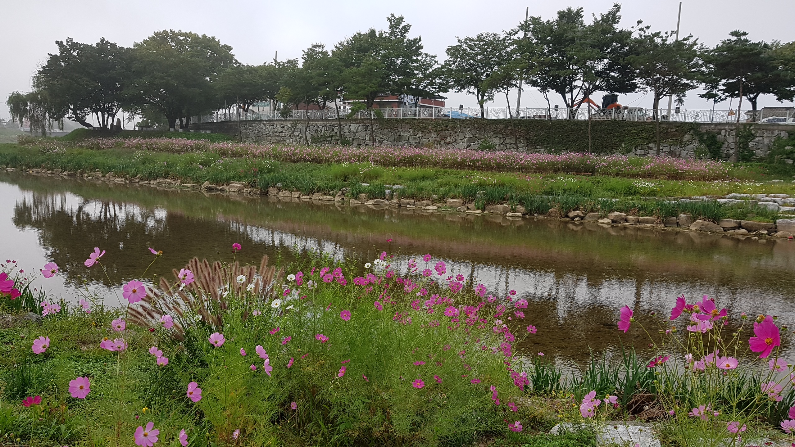 동진천 코스모스꽃이 만발했어요 이미지5