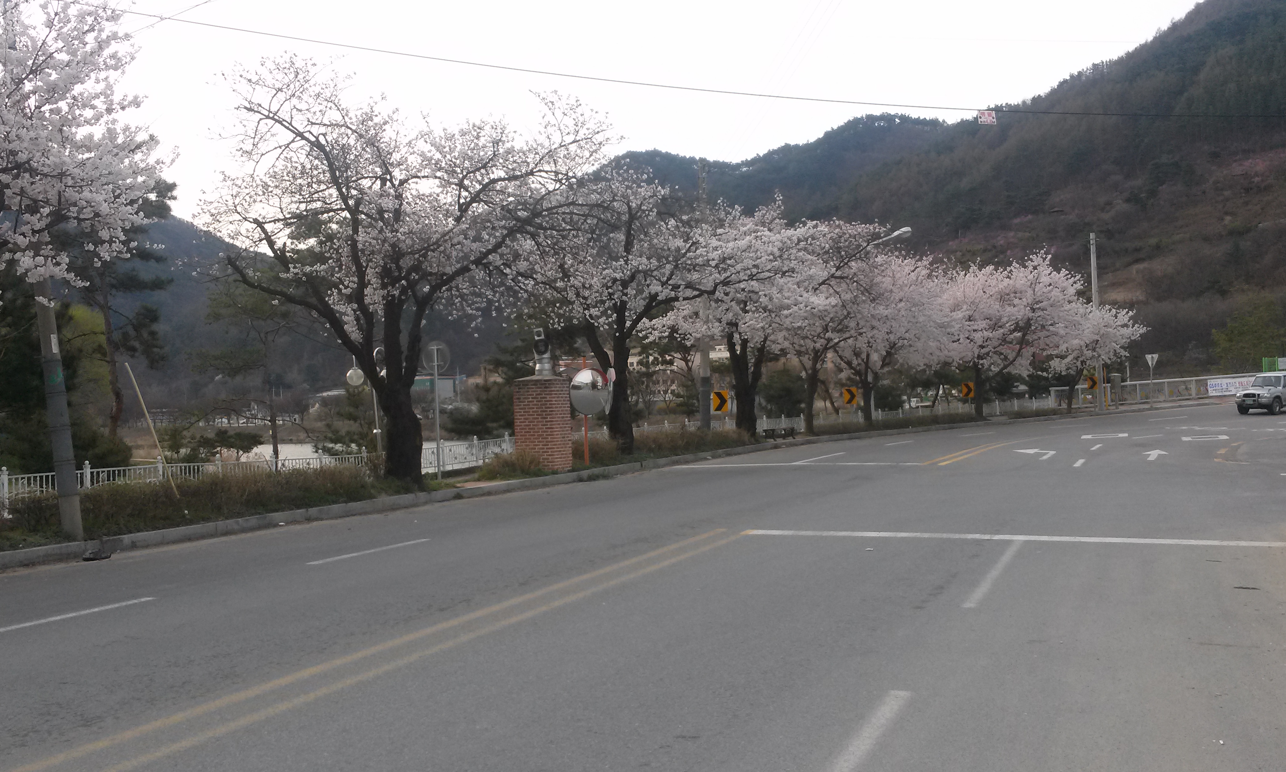 싱그러운 오늘 아침 벗꽃촬영한것 가보세요.
