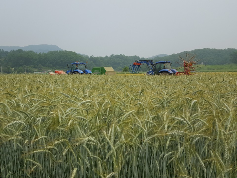 괴산군, 사료작물 적기 파종 당부 이미지1
