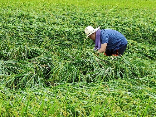 괴산군, 가을장마·태풍 후 철저한 농작물 관리 당부 이미지1