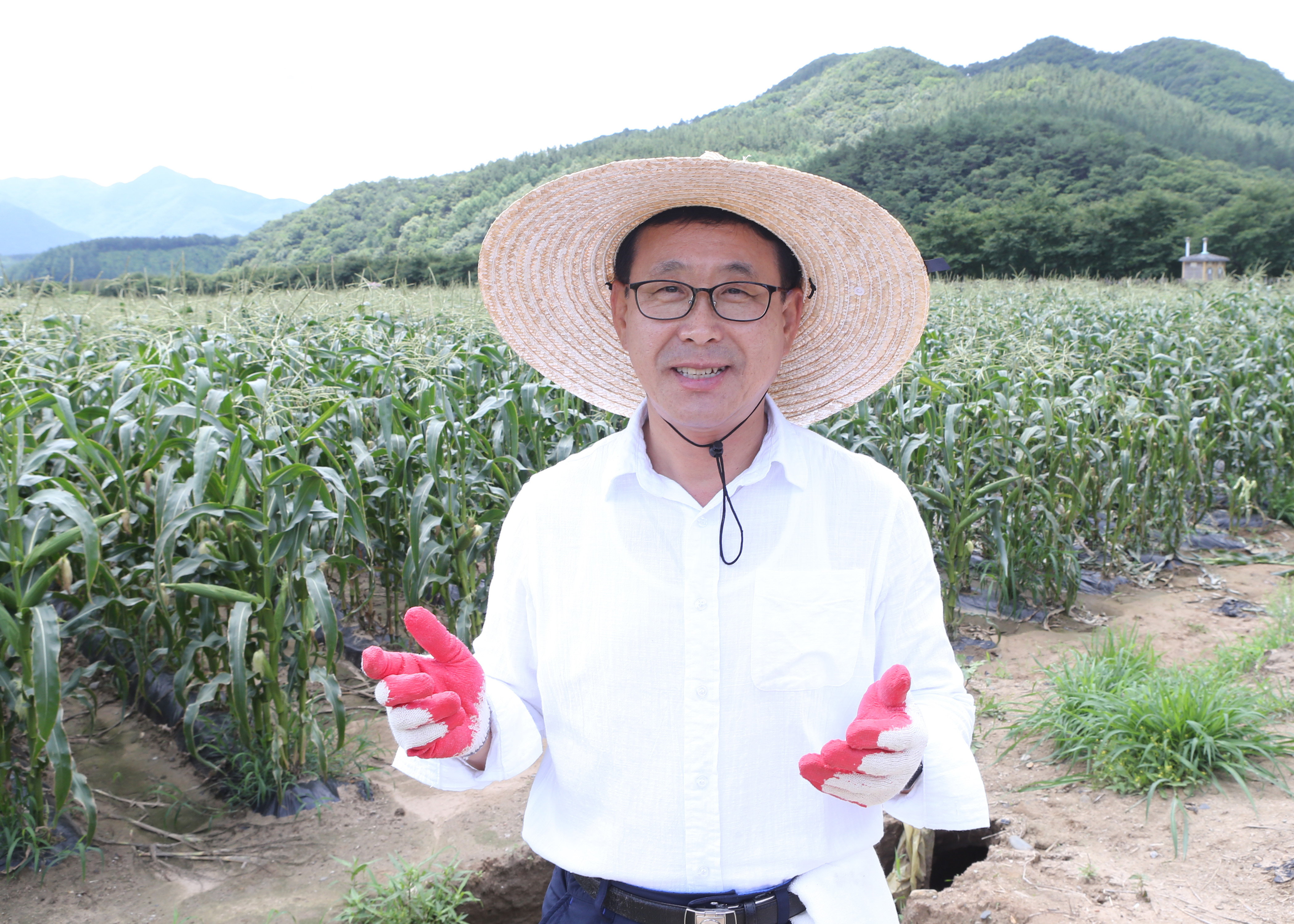 대학찰옥수수 첫 수확 이미지5