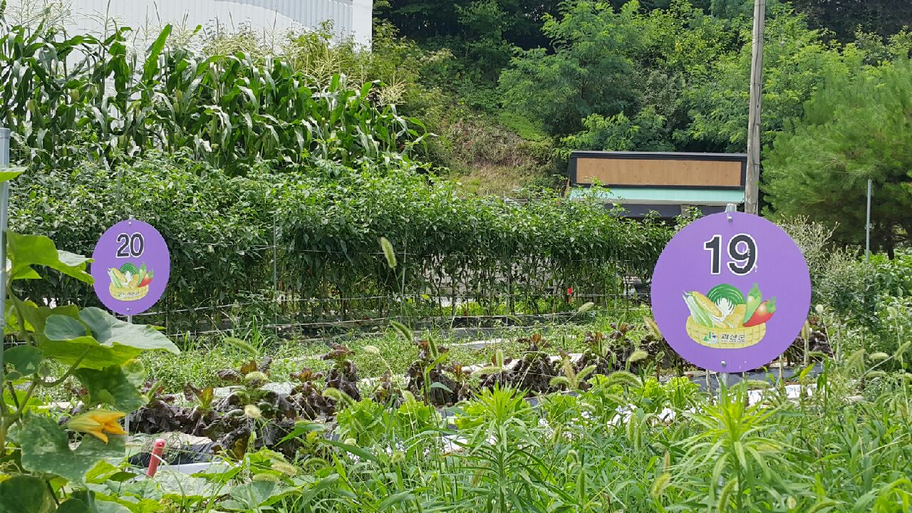주말농장 일기 이미지2
