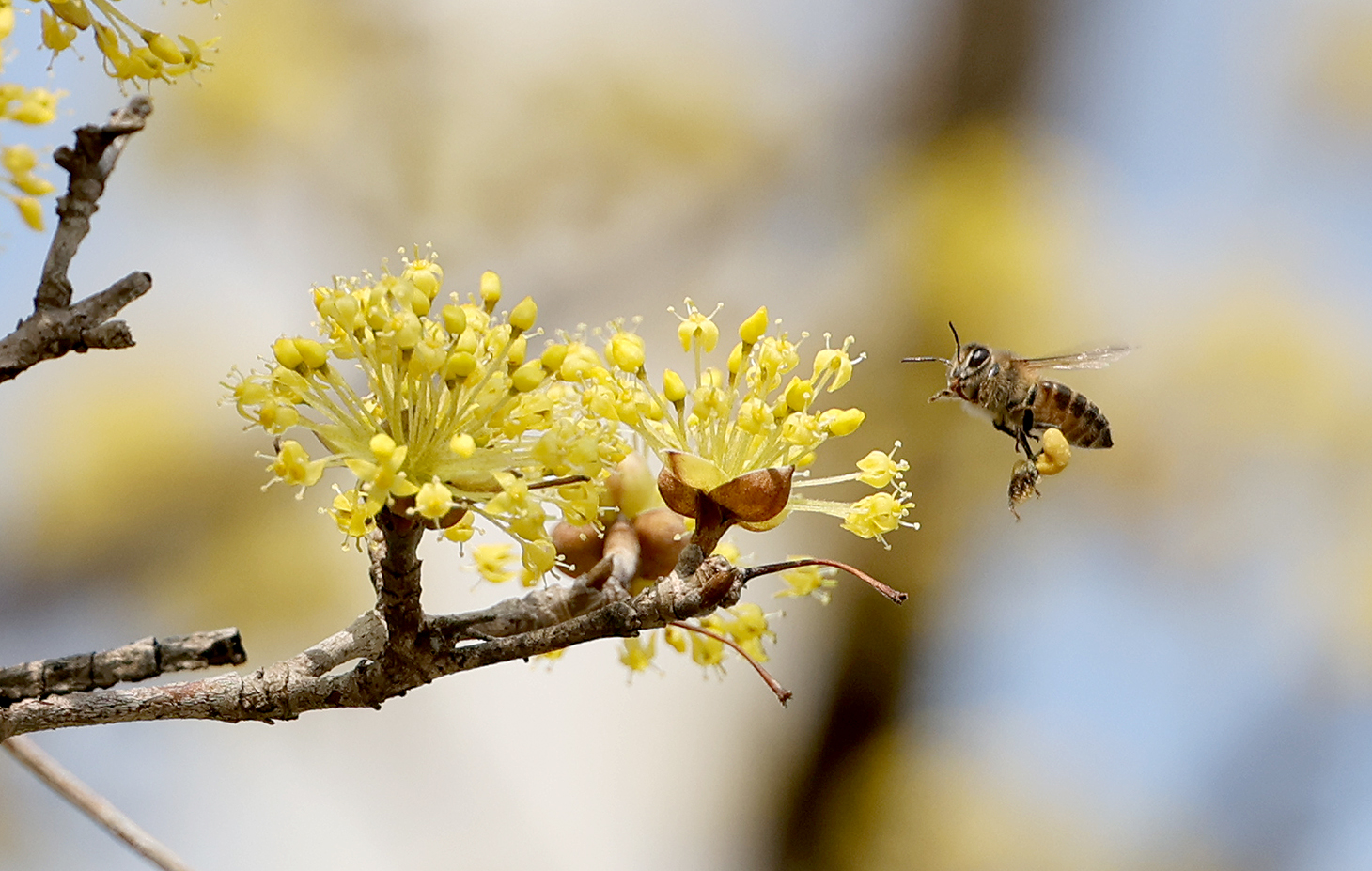 괴산 장암리 산수유꽃 만개...꿀 따는 벌 포착 (2026.03.26) 이미지1