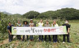 대학찰옥수수 첫 출하(7.7.)