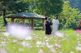 여심 사로잡는 때 이른 코스모스 장관(6.24.)