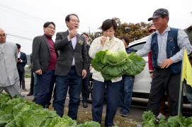 송미령 농식품부 장관 괴산 방문 김장배추 작황 점검  (2025.10.26)