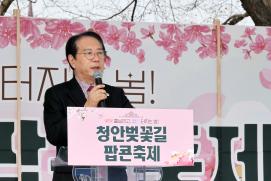 괴산군 청안벚꽃길 팝콘 축제 (2026.04.03)