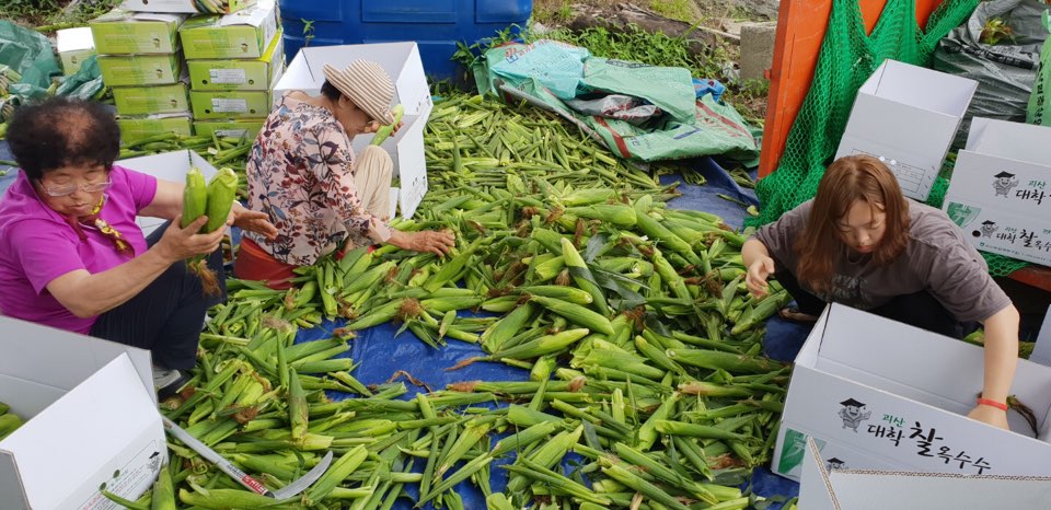 괴산군4-H연합회 공동학습포 옥수수 수확 이미지1