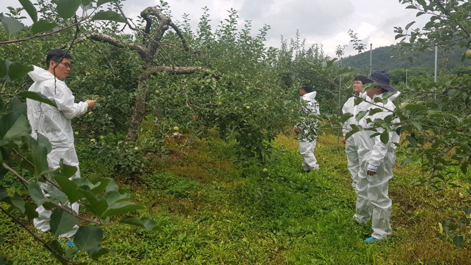 과수화상병 농촌진흥청과 합동예찰 이미지2