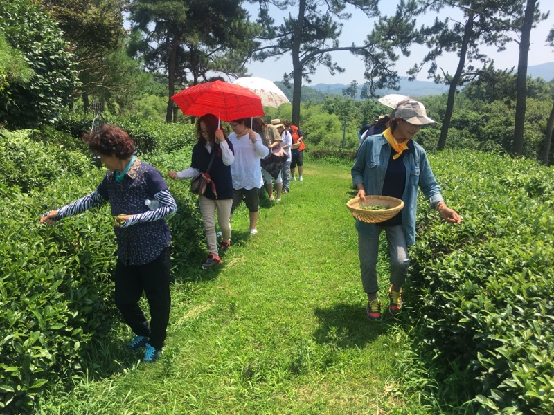 한국생활개선괴산군연합회 보성 현지교육 이미지2