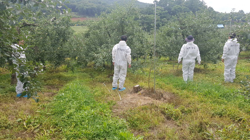 과수화상병 농촌진흥청과 합동예찰 이미지1