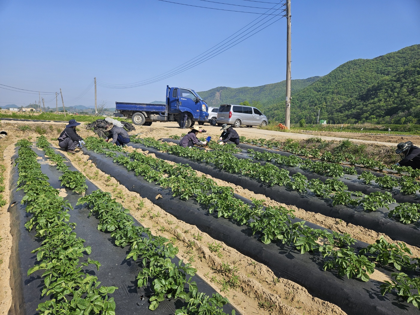 봄철 농촌 일손돕기 봉사 이미지1