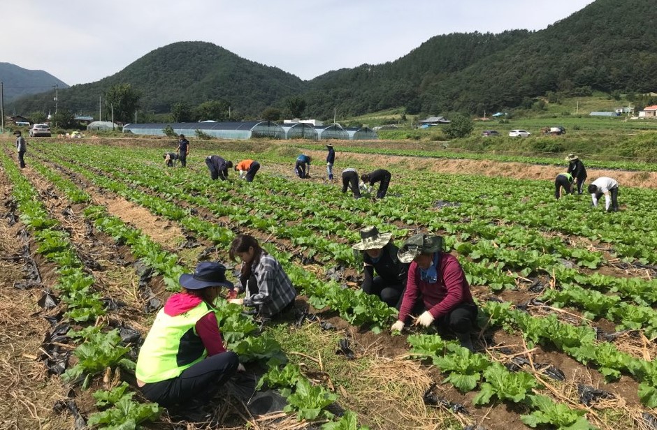 농촌일손돕기 이미지1