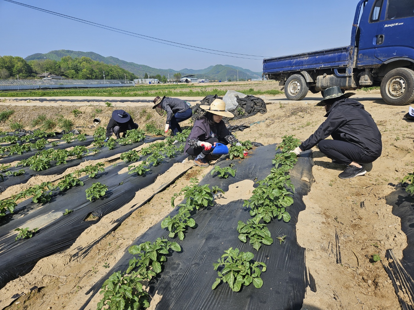 봄철 농촌 일손돕기 봉사 이미지3