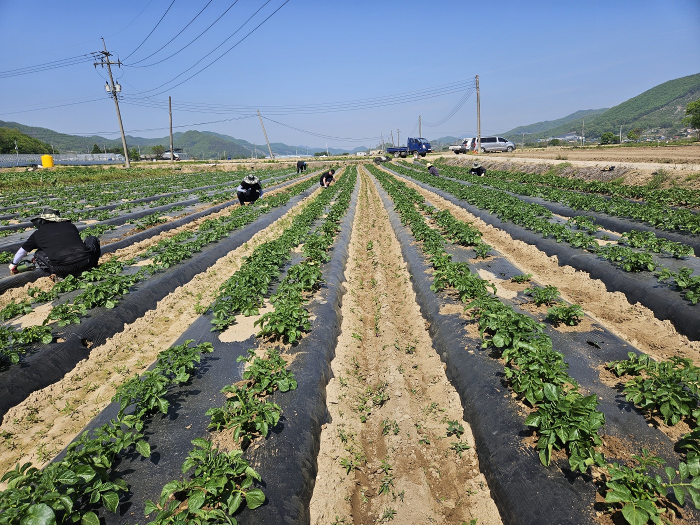 봄철 농촌 일손돕기 봉사 이미지2