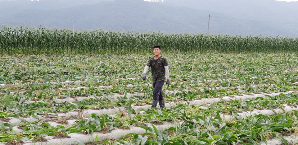 괴산군4-H연합회 공동학습포 옥수수 수확 이미지2