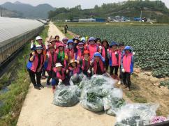 브로콜리순으로 만든 괴산장수김치