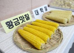 황금맛찰옥수수 시식회
