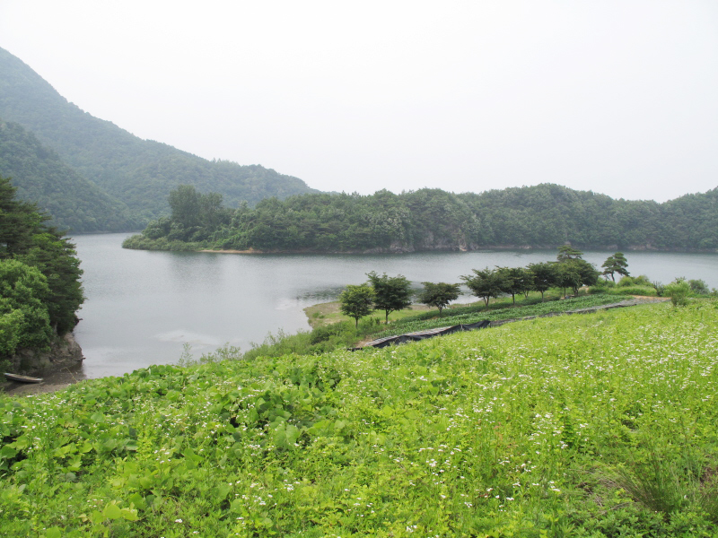 산막이 여름
