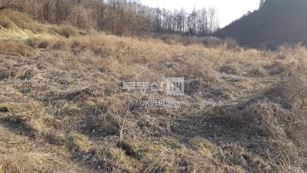 감물 210322.jpg