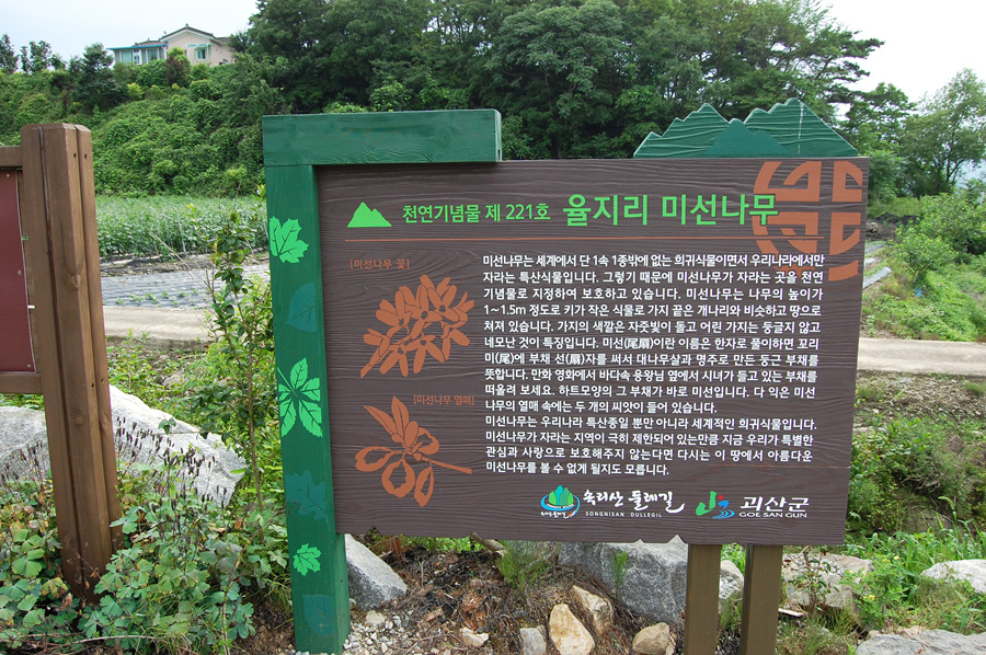 0706-02st_미선나무 자생지01.jpg