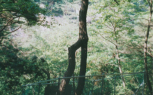 용추폭포 연리목(連理木)